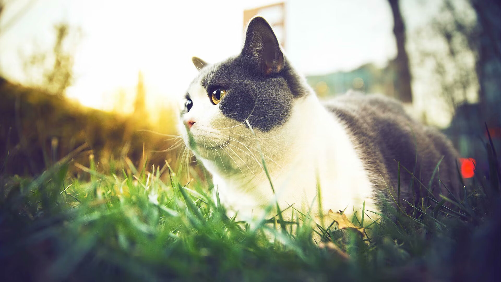 萨卡一锤定音定乾坤,新西兰罗马爆冷写传奇