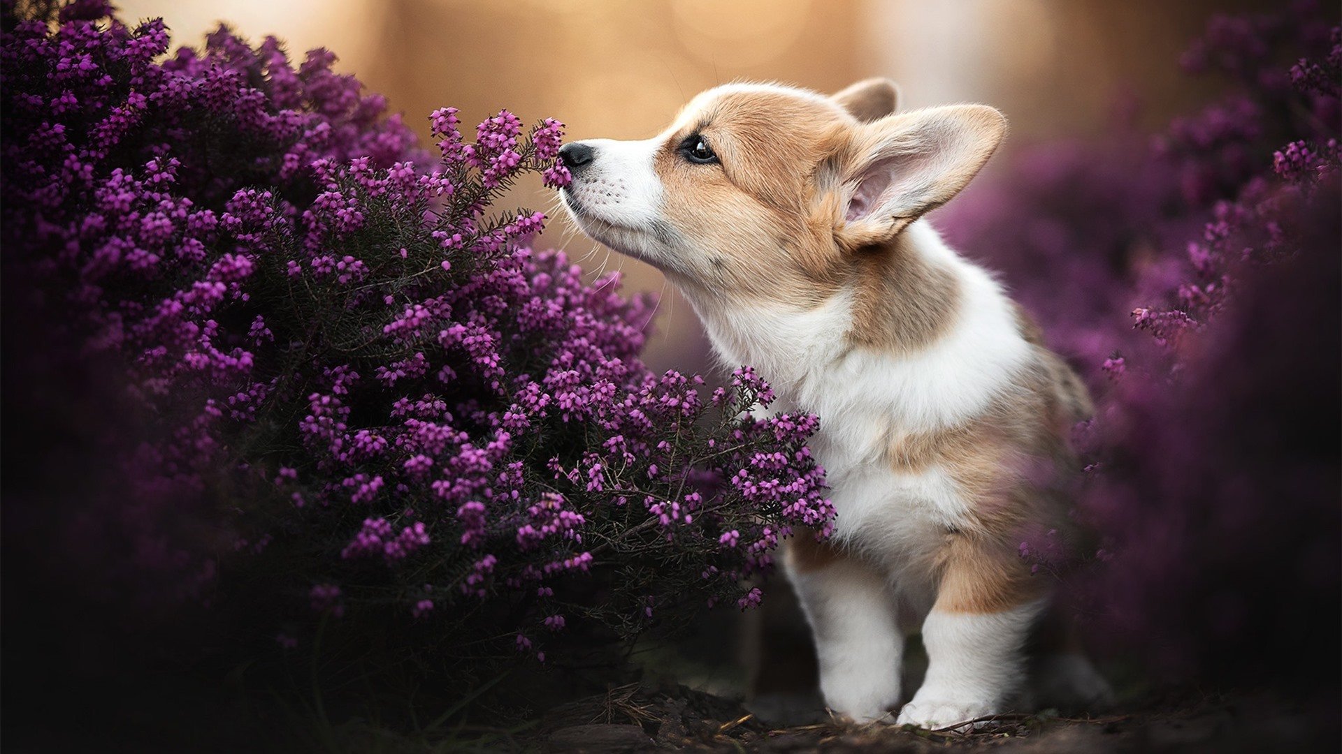 萨卡化身得分机器，连续闪光拉开死亡分差撕裂加拿大防线